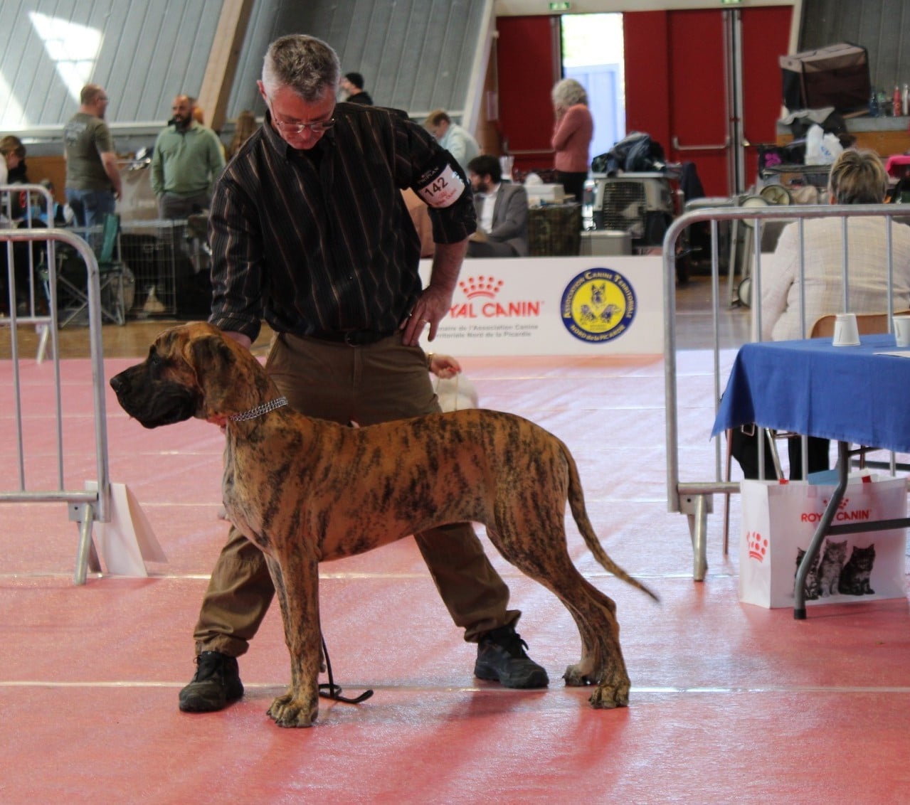 Authentique Du Val De Celle - 1er TRES PROMETTEUR . Classe puppy