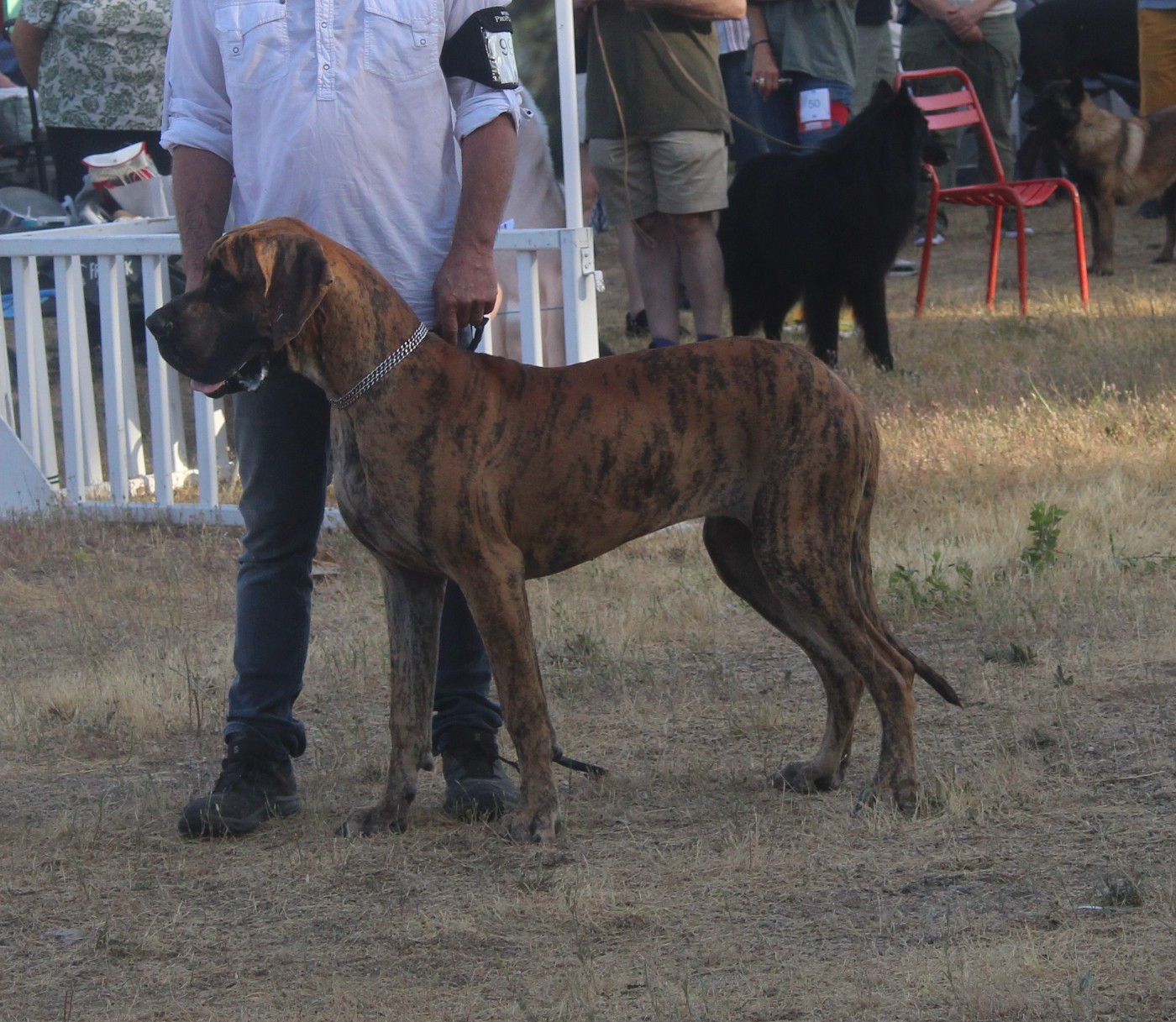 Authentique Du Val De Celle - 1 Très prometteur. Meilleur Puppy. Puppy Latin Winner