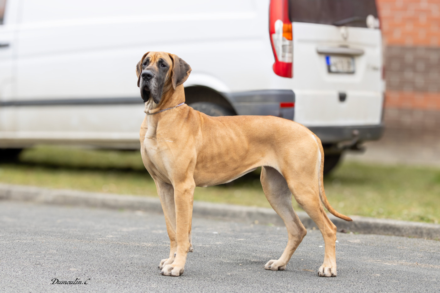 CH. Uskadi-lou Du Val De Celle - Classe Champion . 1 er Excellent . CACL