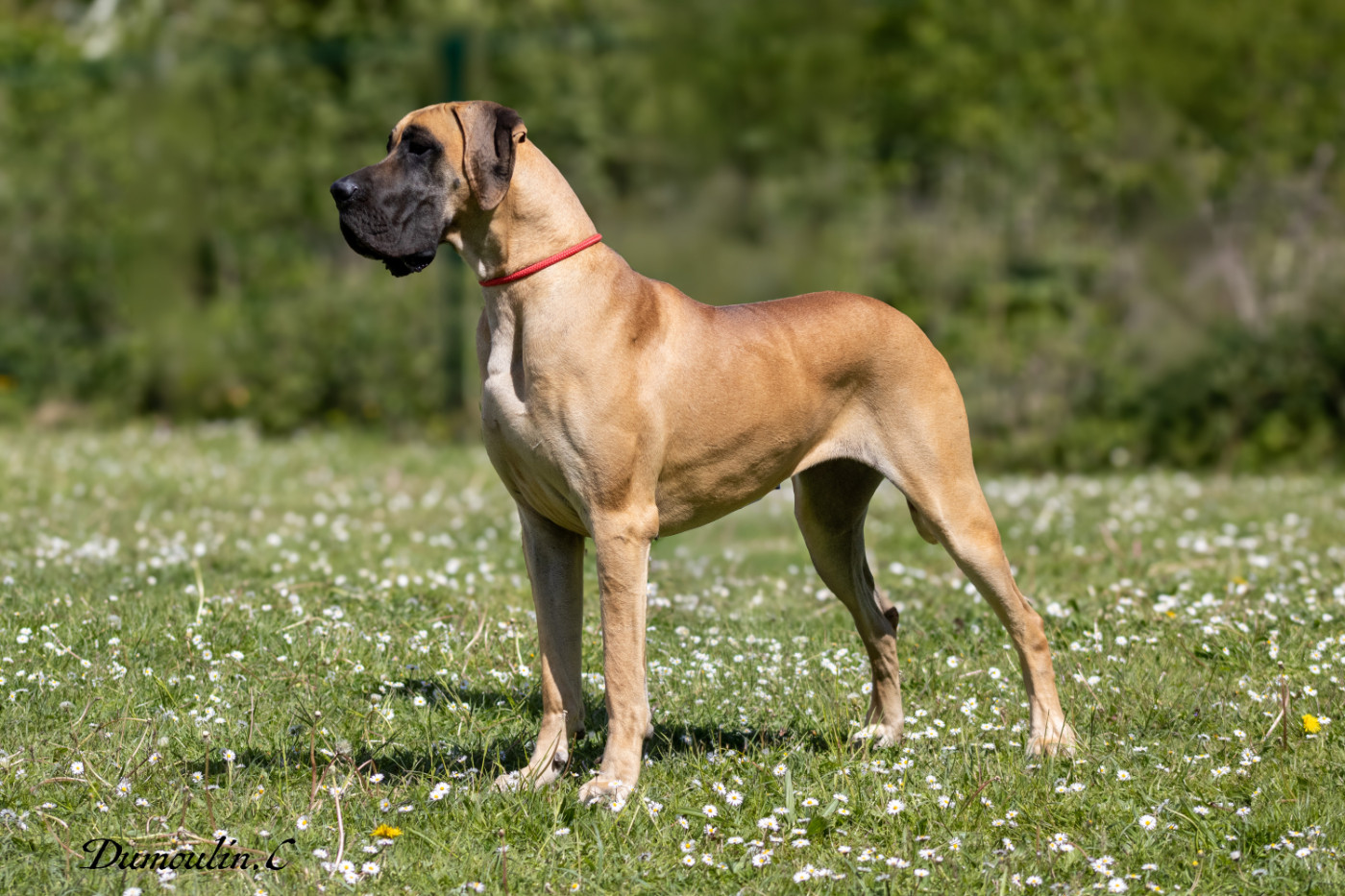 CH. Variation sur Marilou Du Val De Celle - Classe Champion . 1er excellent . CACL . RCACIB