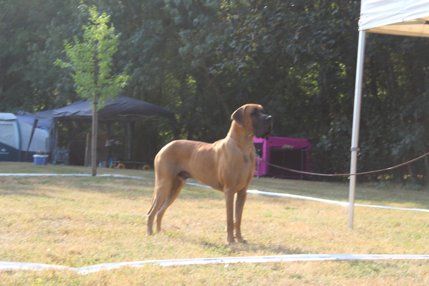 CH. Val-Willo Du Val De Celle - Classe Champion . 1 excellent . MEILLEUR de SEXE OPPOSE