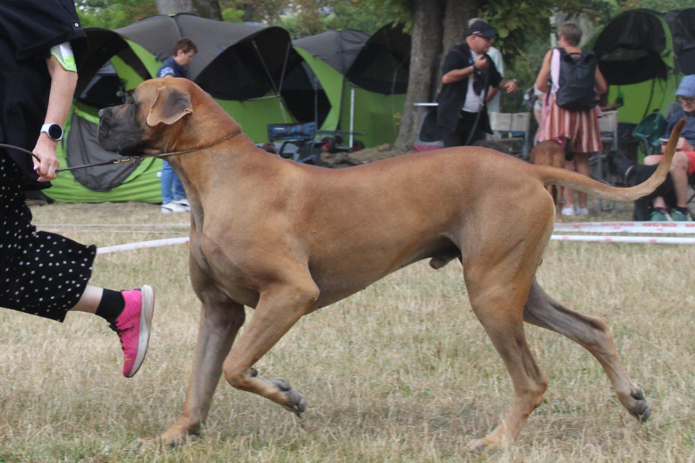 CH. Val-Willo Du Val De Celle - Classe Champion . 1er Excellent . Meilleur de Sexe Opposé