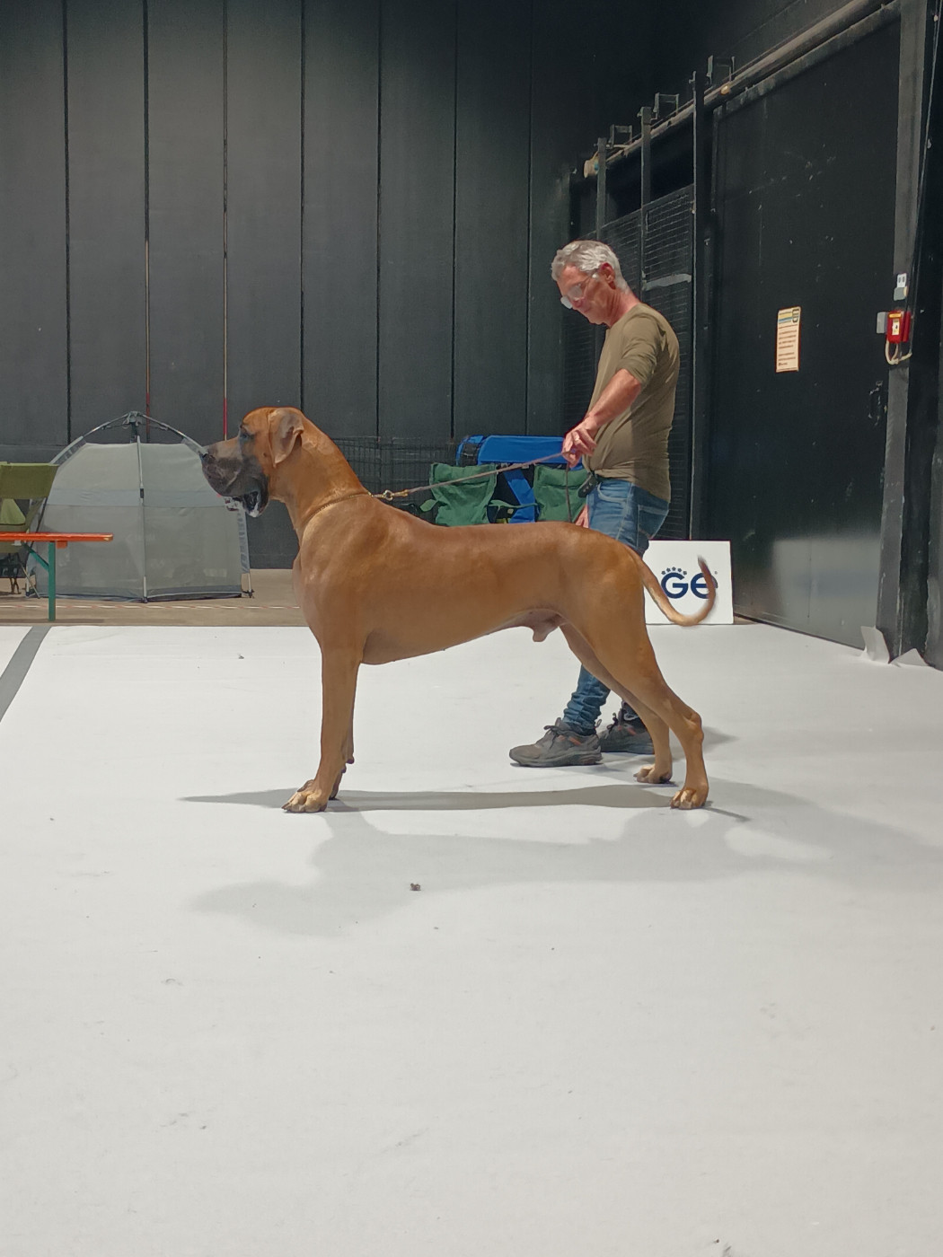 CH. Val-Willo Du Val De Celle - Classe Champion . 1er excellent . CACL . CACIB