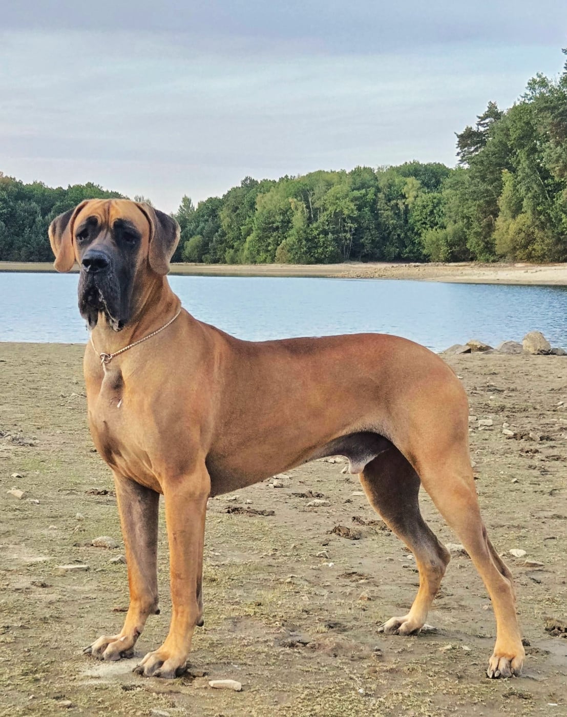 CH. Val-Willo Du Val De Celle - Classe Champion . 1er EXCELLENT, Meilleures allures, Ring d honneur