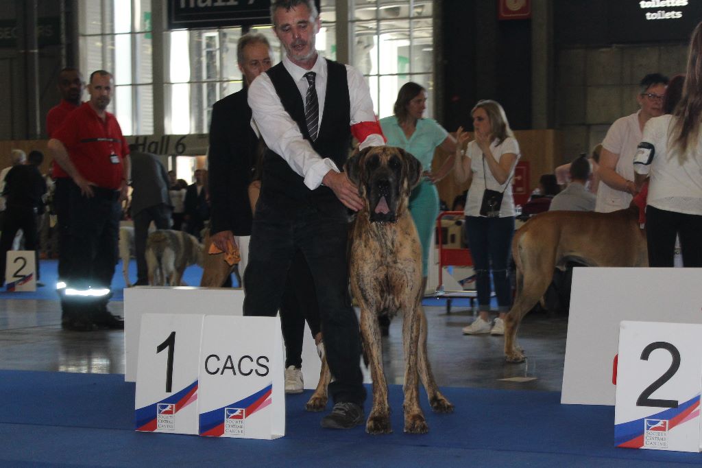 CH. Nina Du Val De Celle - -