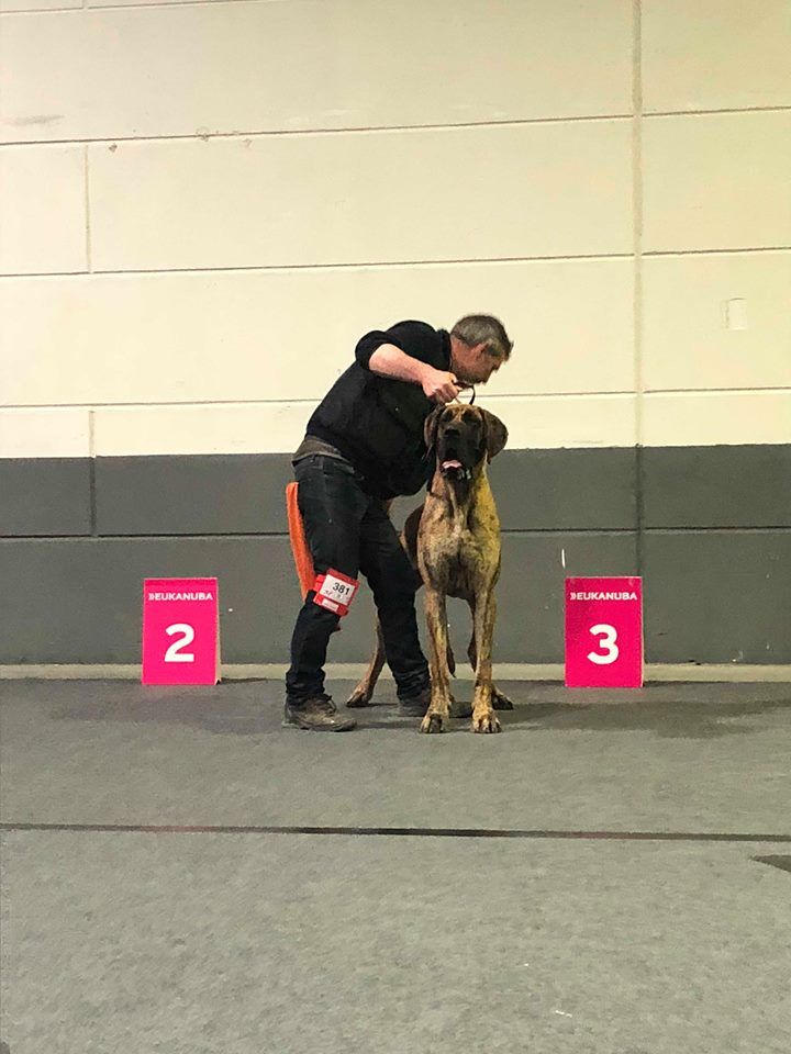 CH. Nina Du Val De Celle - JEUNE CHAMPIONNE DU LUXEMBOURG