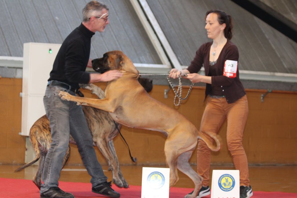 CH. Requiem Du Val De Celle - 1 Exc - CACS - CACIB - Meilleur de race