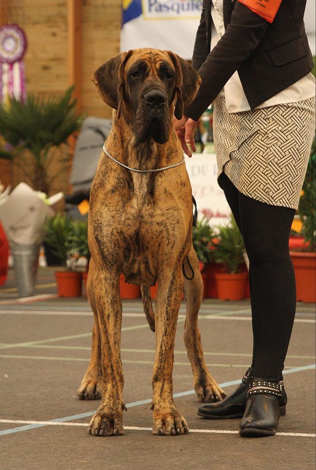 CH. Nina Du Val De Celle - -