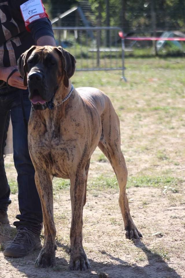 CH. Nina Du Val De Celle - -