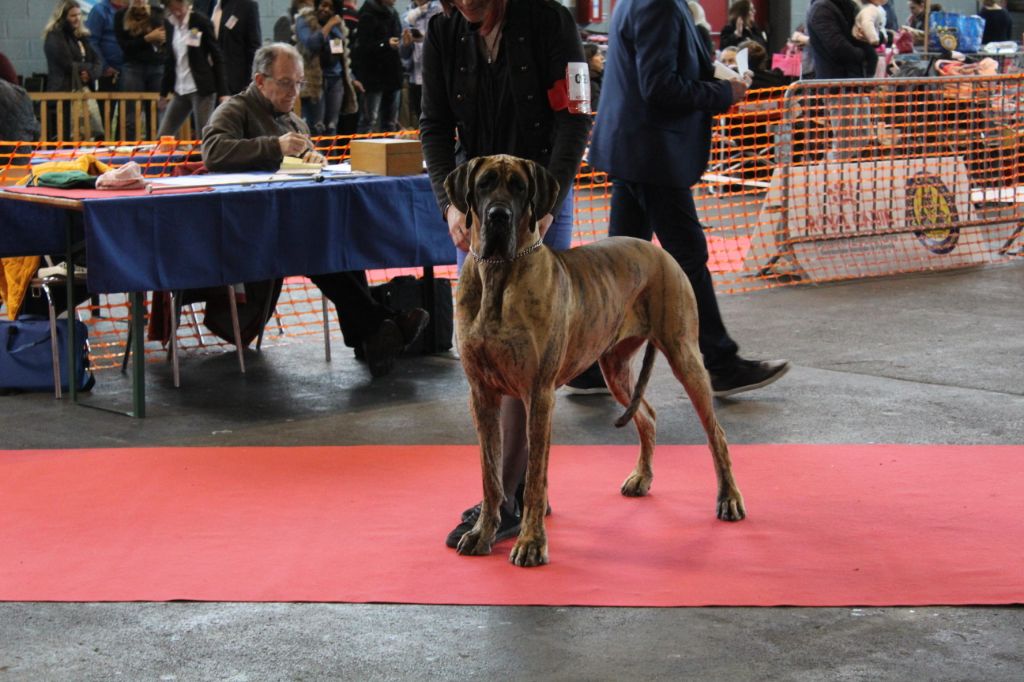 CH. Nina Du Val De Celle - -