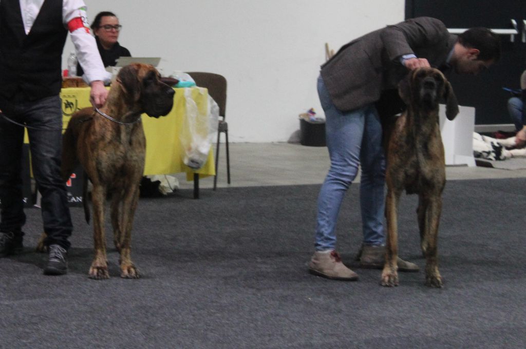 CH. Nina Du Val De Celle - -