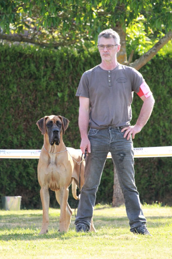 CH. Requiem Du Val De Celle - 1 exc - Meilleure femelle fauve