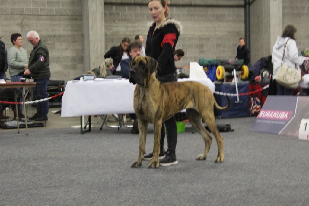 CH. Nina Du Val De Celle - -