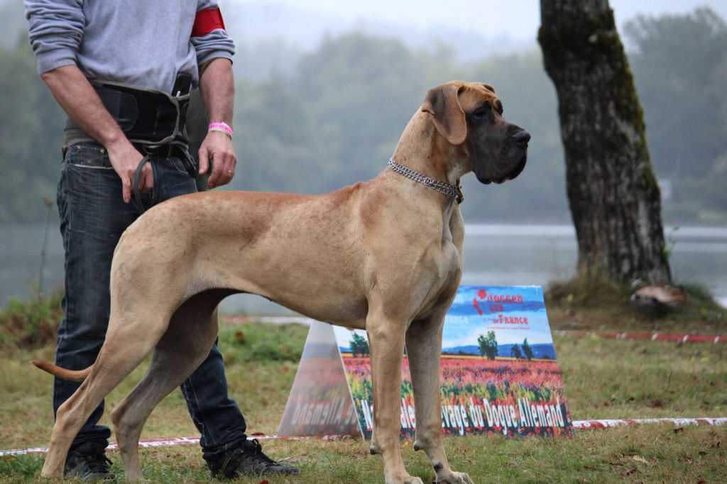 CH. Requiem Du Val De Celle - 1 EXC classe jeune F Fauve / Ring d'honneur