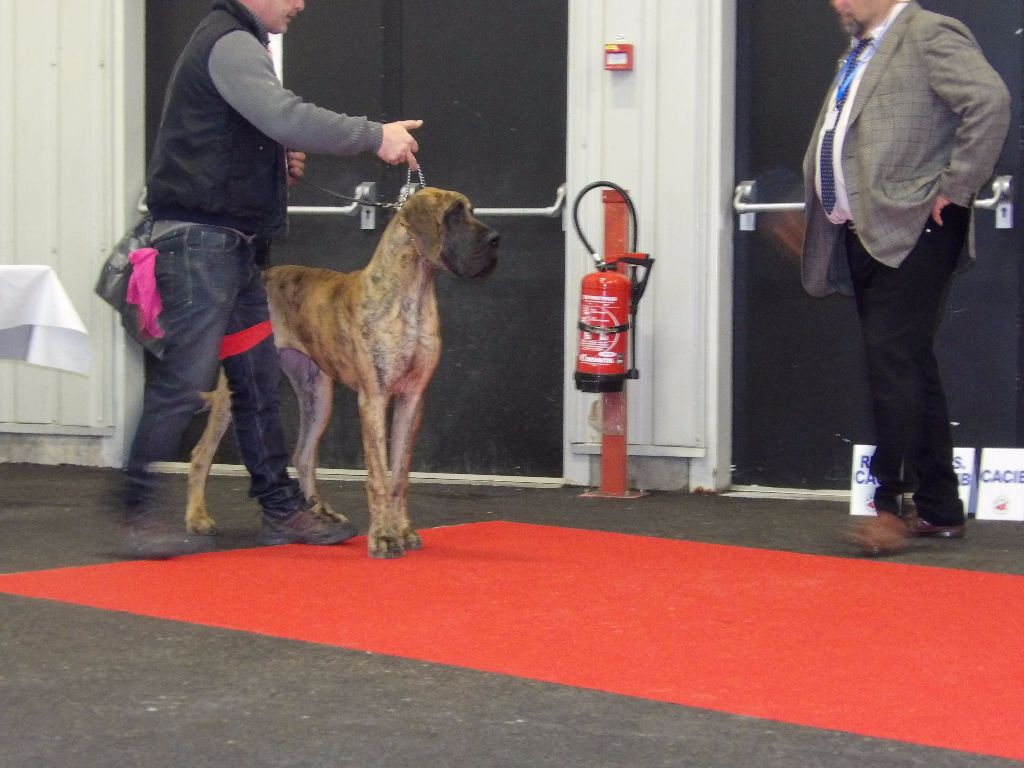 CH. Nina Du Val De Celle - -