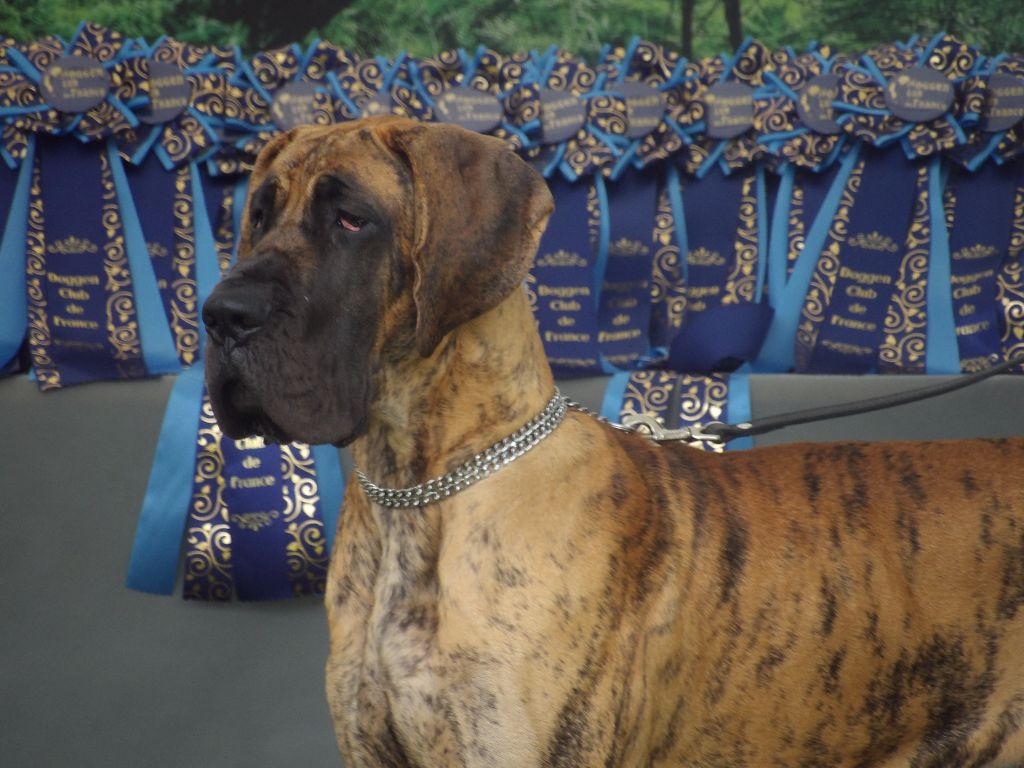 CH. Nina Du Val De Celle - CLASSE PUPPY FEMELLE BRINGEE TRES PROMETTEUR - SELECTIONNEE RH