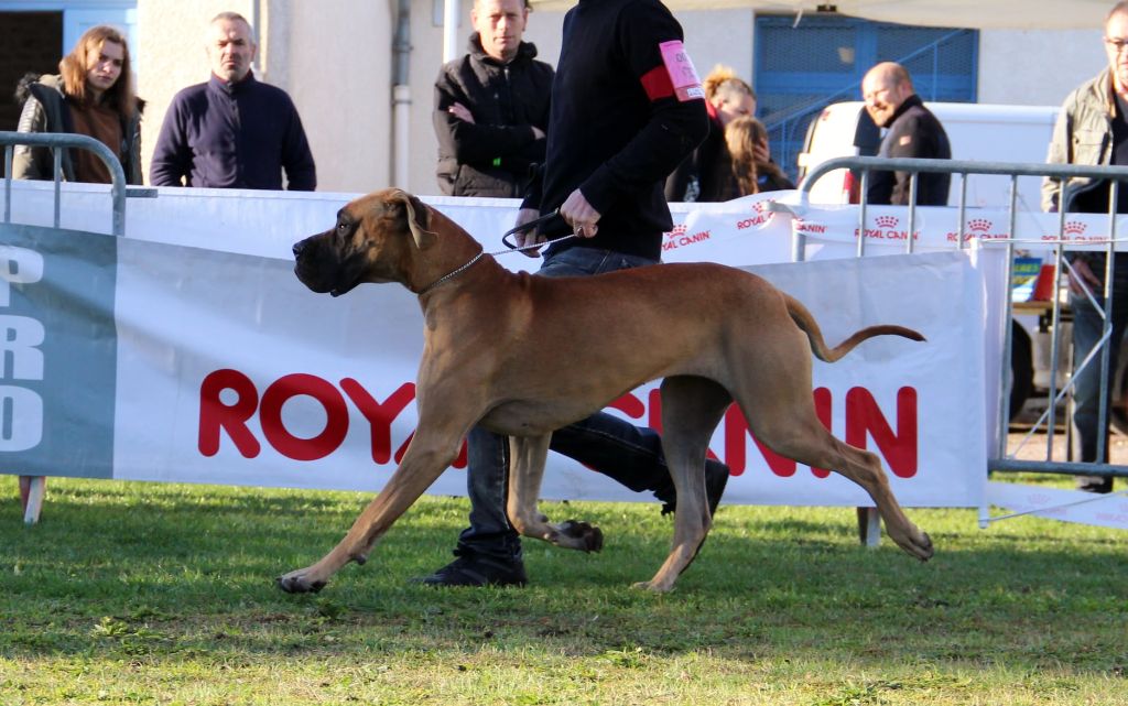 CH. Requiem Du Val De Celle - 1 EXC classe jeune F Fauve / Meilleur jeune F