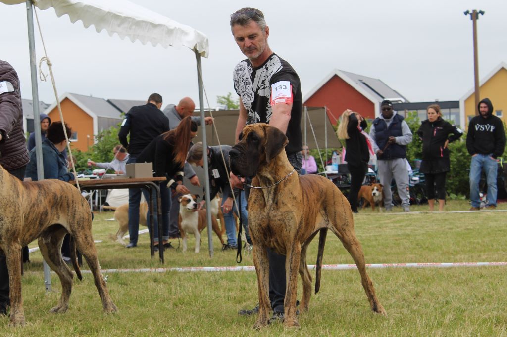 CH. Nina Du Val De Celle - -