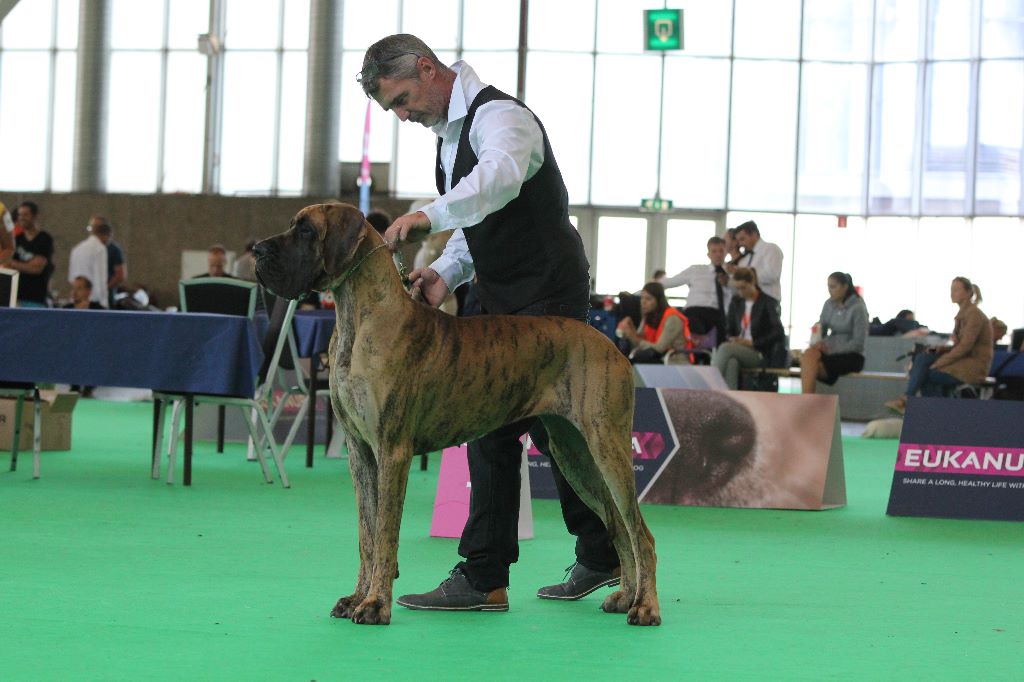 CH. Nina Du Val De Celle - -