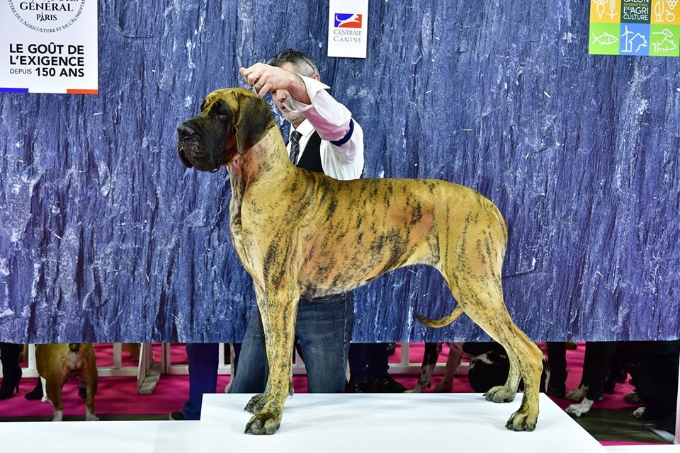 CH. Nina Du Val De Celle - 1er marche du podium pour le Groupe 2 en classe Champion