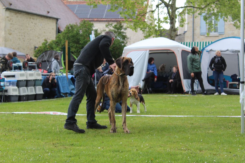 CH. Nina Du Val De Celle - -