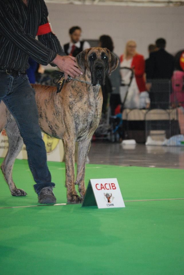 CH. Nina Du Val De Celle - -