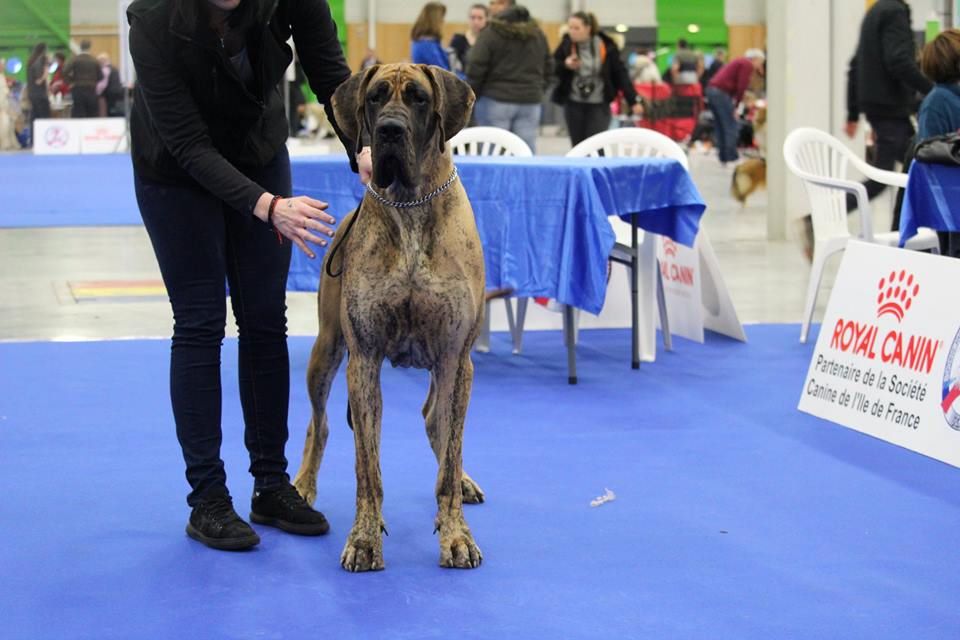 CH. Nina Du Val De Celle - -