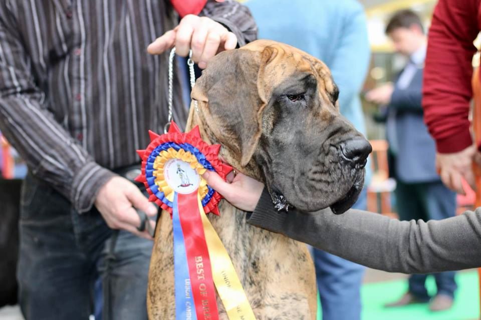 CH. Nina Du Val De Celle - -