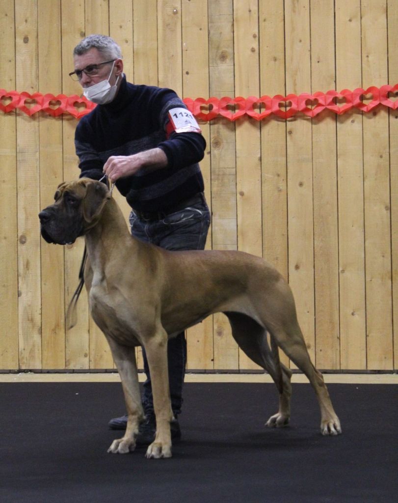 CH. Requiem Du Val De Celle - 1 EXC classe intermédiaire- CACS / RCACIB