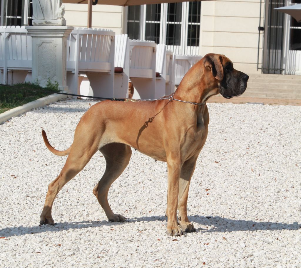 CH. Requiem Du Val De Celle - Classe CH- 1 Exc - Meilleur de race