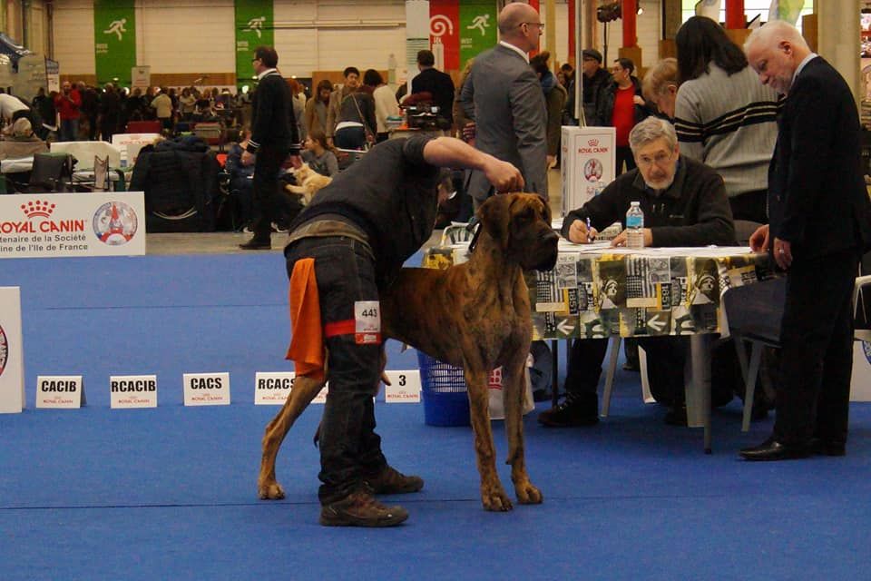 CH. Nina Du Val De Celle - -