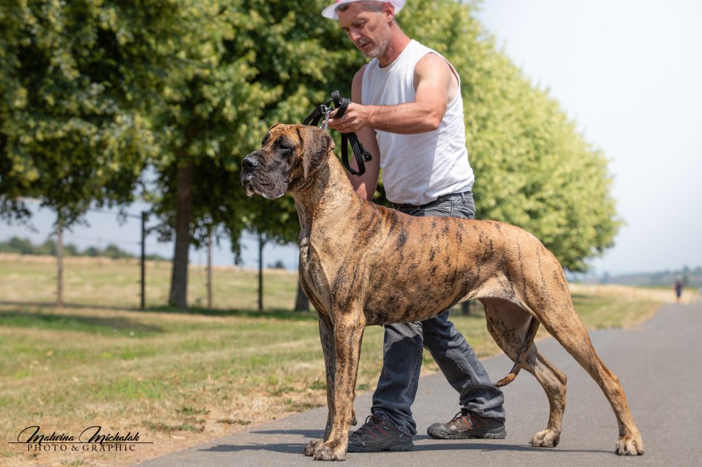 CH. Nina Du Val De Celle - -