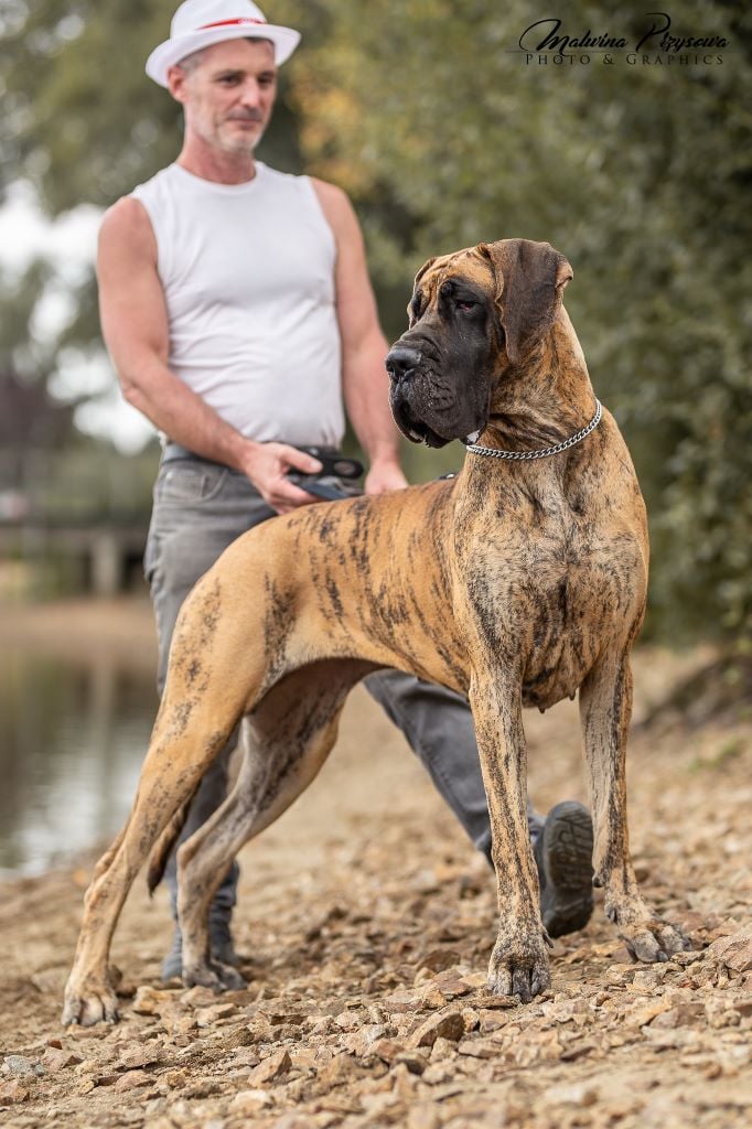 CH. Nina Du Val De Celle - -