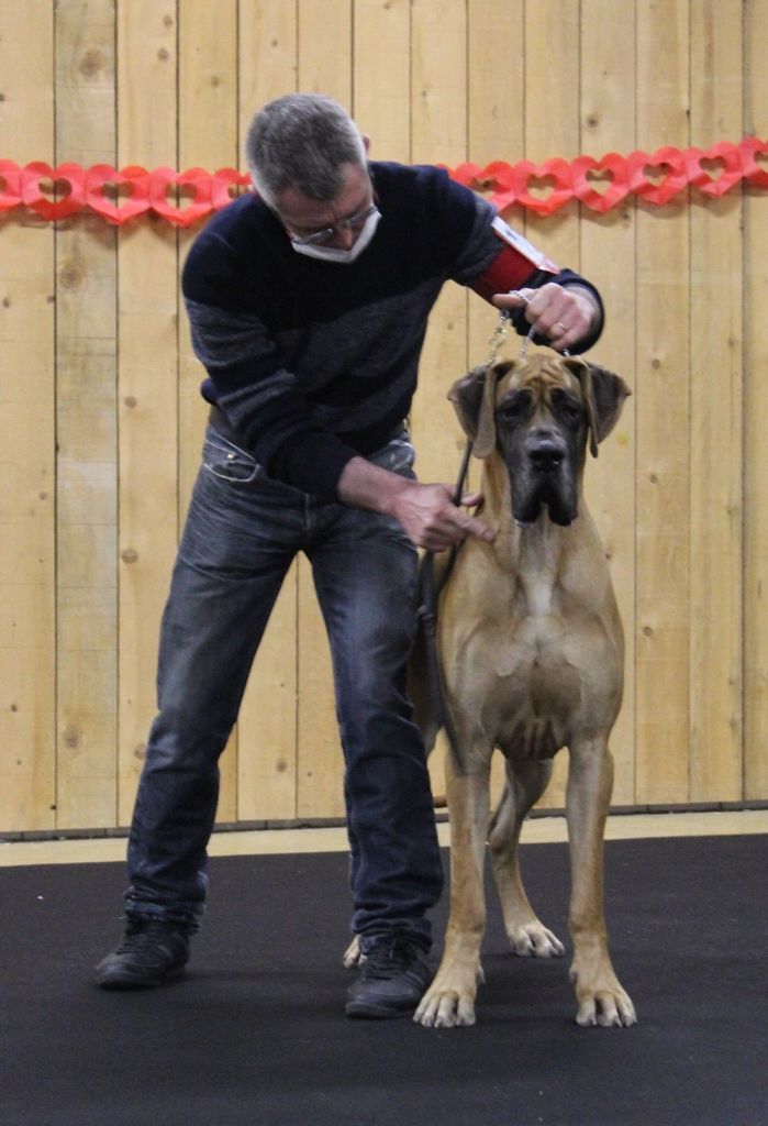 CH. Requiem Du Val De Celle - 1 EXC classe intermédiaire- CACS
