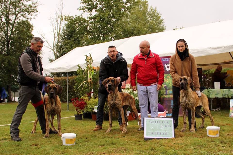 CH. Nina Du Val De Celle - MEILLEUR LOT D'AFFIXE PETITES CLASSES Avec Nina, Nalou et Natsumi