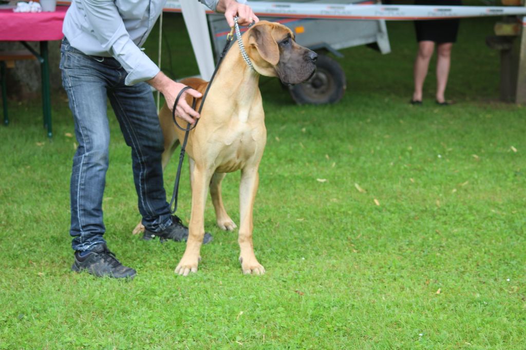 CH. Requiem Du Val De Celle - -