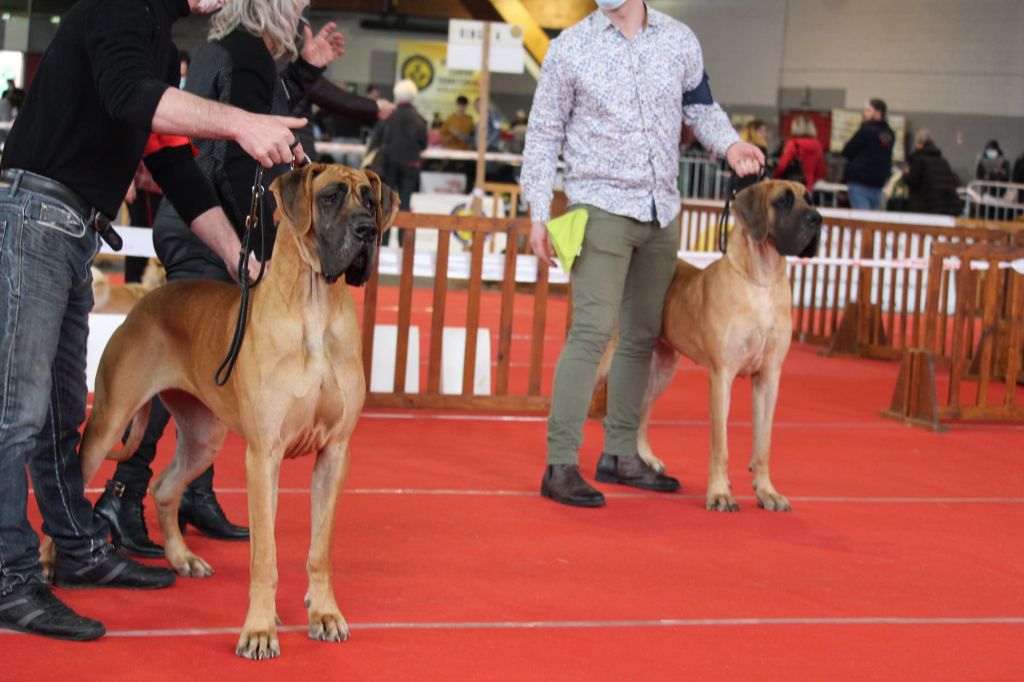 CH. Requiem Du Val De Celle - 2 EXC ; RCACS