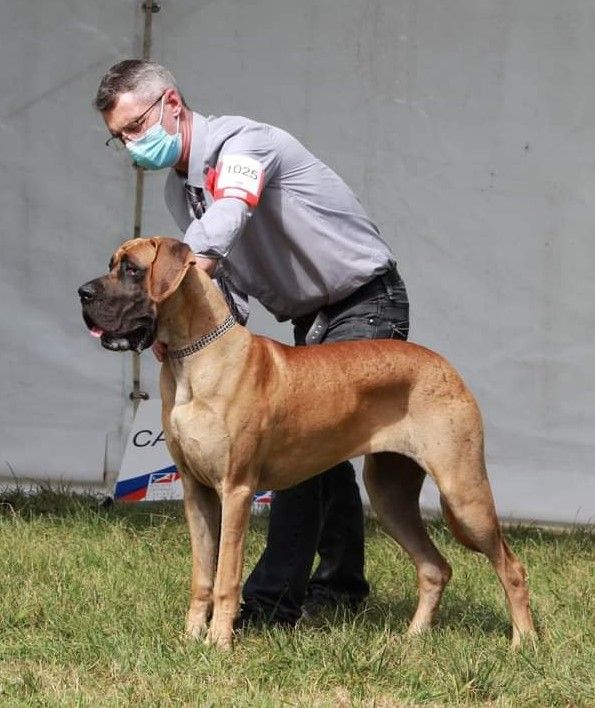 CH. Requiem Du Val De Celle - 1 EXC classe jeune F Fauve / Meilleur jeune