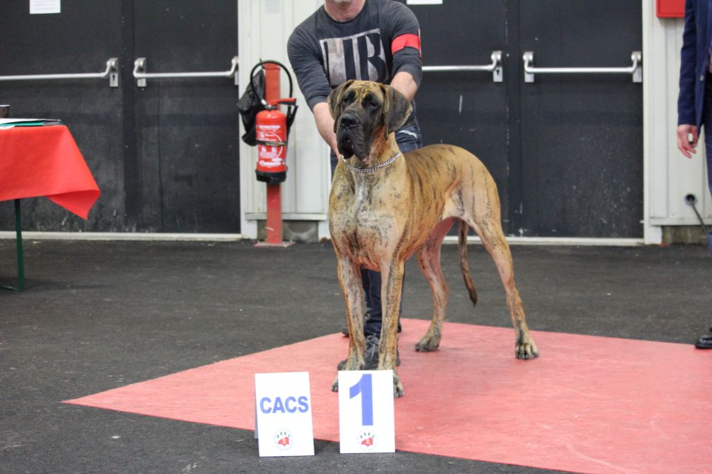 CH. Nina Du Val De Celle - -