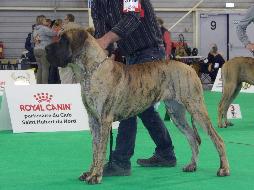 CH. Nina Du Val De Celle - -