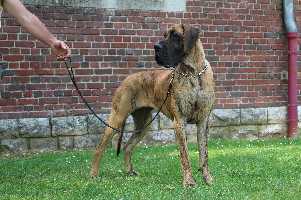 CH. Nina Du Val De Celle - -