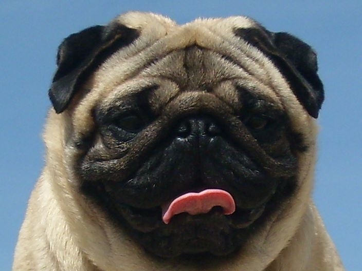 Publication : Du Domaine De La Pénide