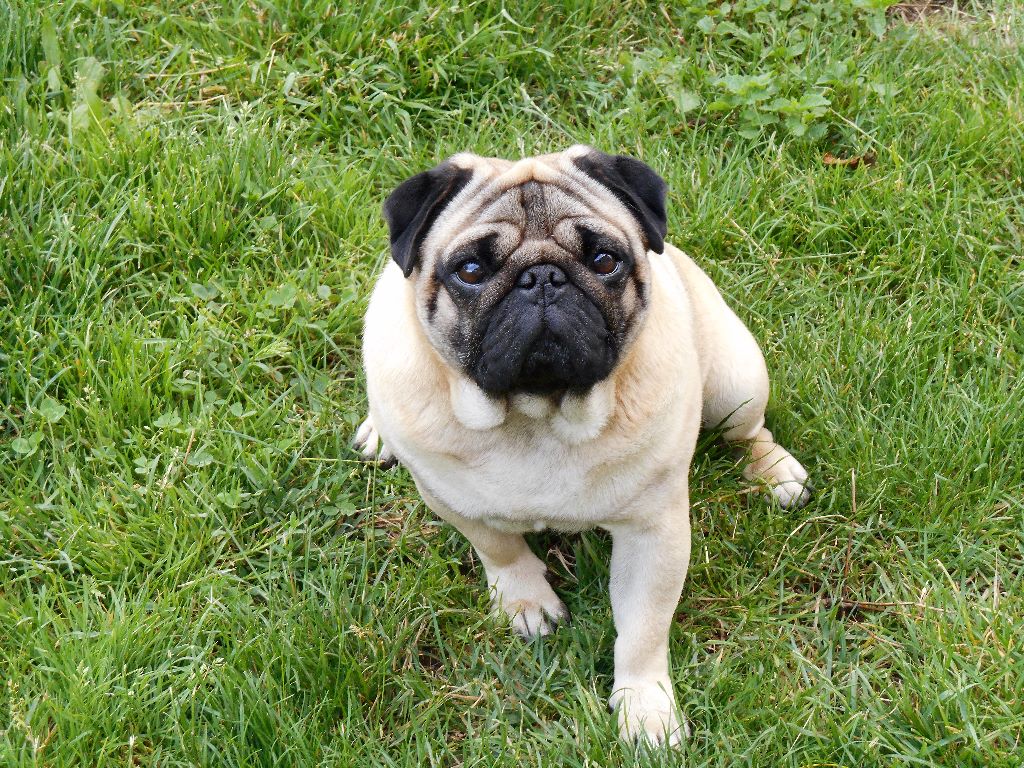 Publication : Du Domaine De La Pénide