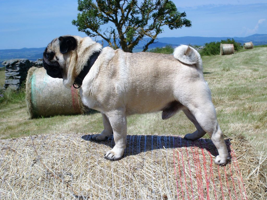 Publication : Du Domaine De La Pénide