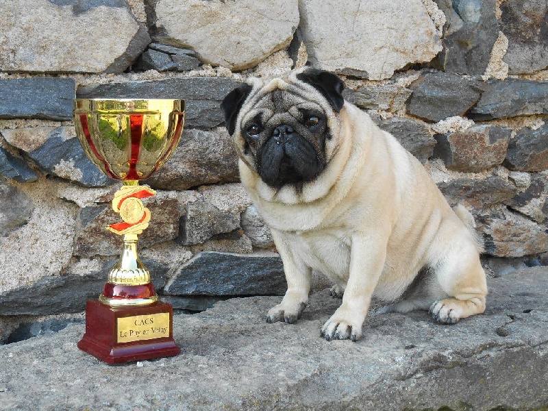 Faust du cottage de Sherwood - 1ER EXC CACS MEILLEUR DE RACE