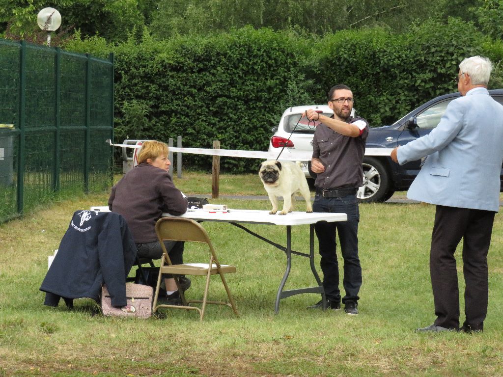 Faust du cottage de Sherwood - 1er très bon ( classe vétéran )