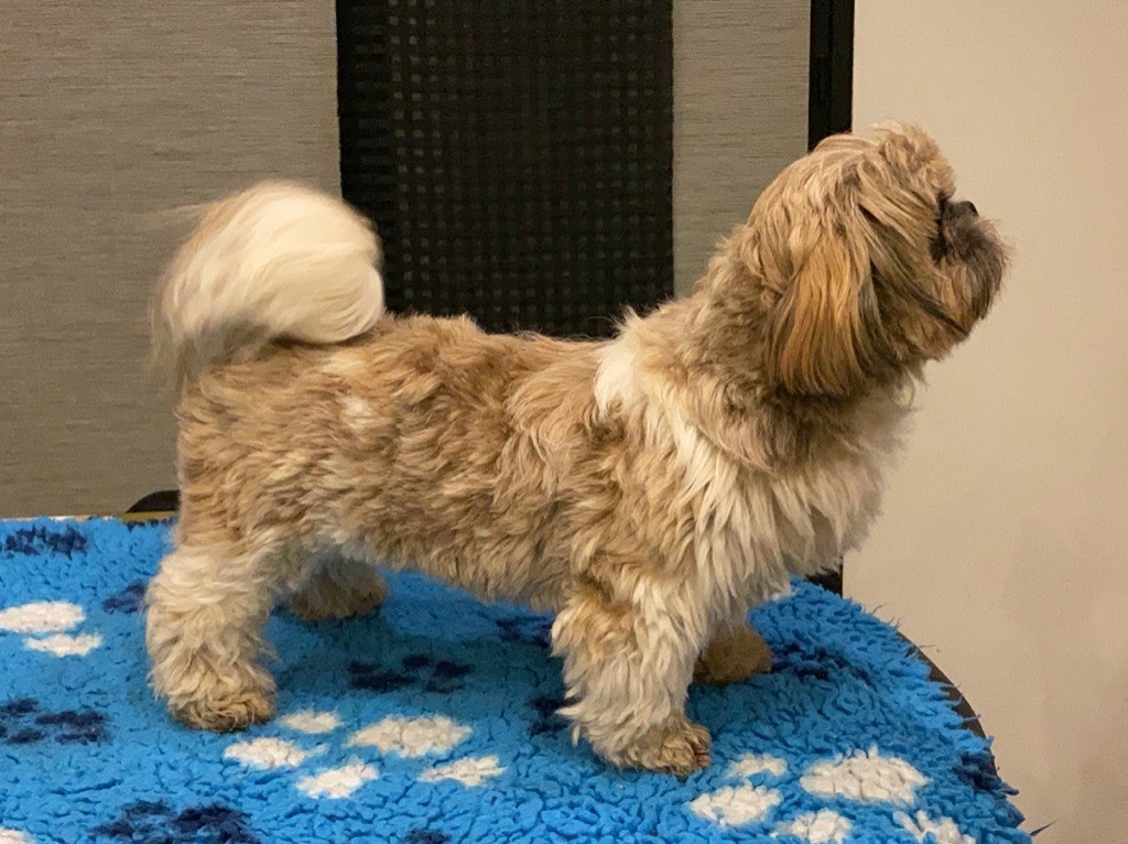 Publication : Du Royaume D'Adès Auteur : Maïa Bihan