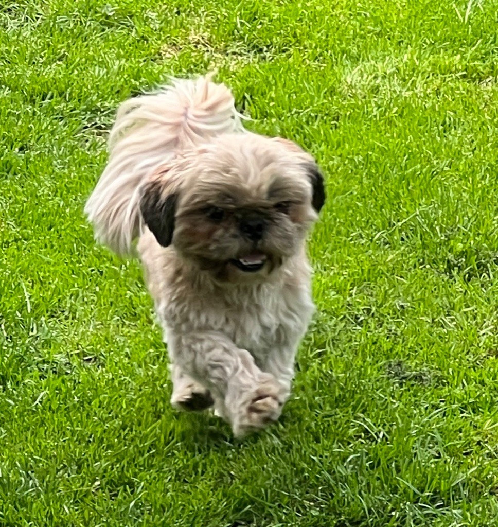 Publication : Du Royaume D'Adès Auteur : Maïa Bihan