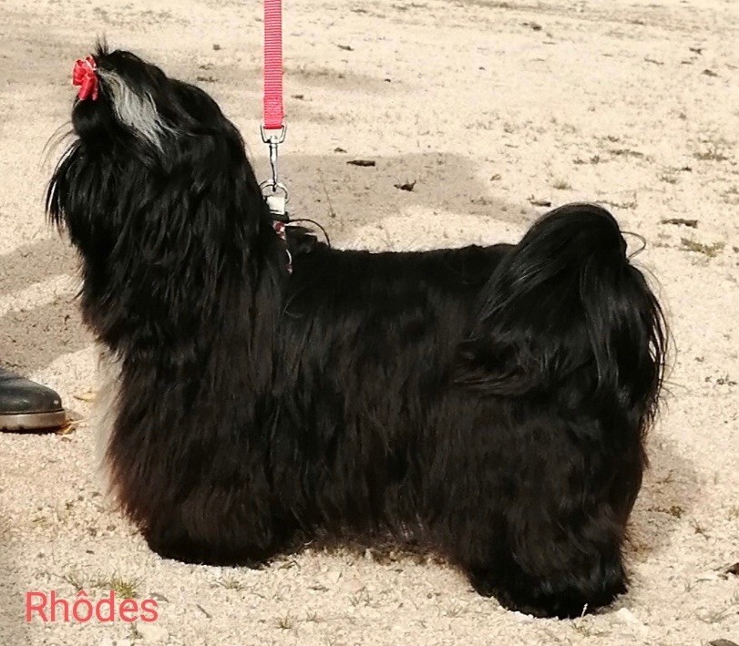 Publication : Du Royaume D'Adès Auteur : Du Clos Chadocay