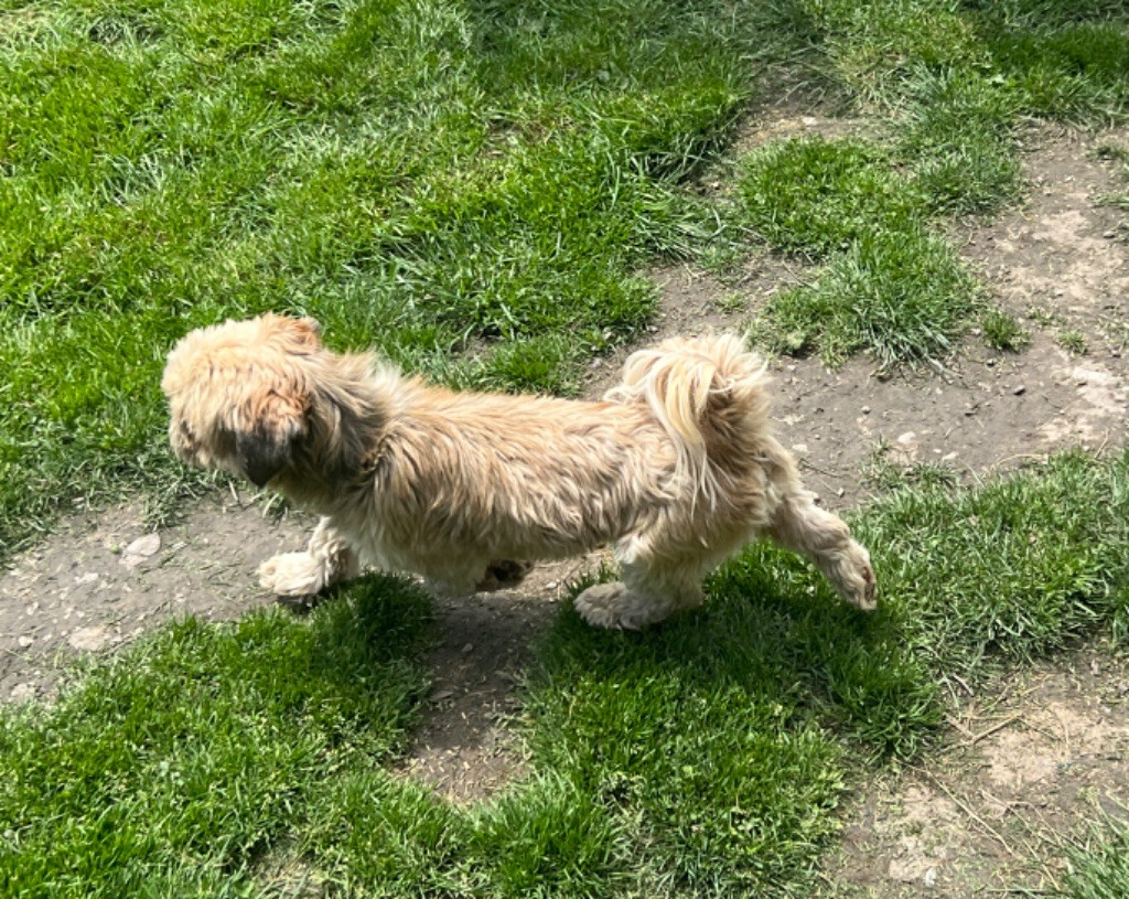 Publication : Du Royaume D'Adès Auteur : Maïa Bihan